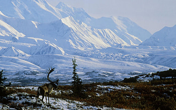 Alaska travels, Winter in Denali, National Park beauty, Winter wonderland HD wallpaper