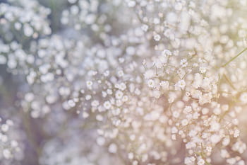 A soft and dreamy of baby's breath flowers with a light blur. HD wallpaper