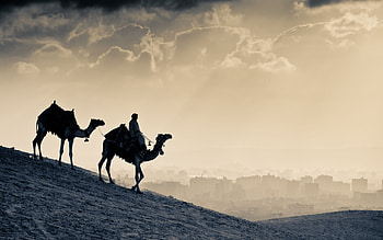 Arabian culture, World , Camel , Travel inspiration HD wallpaper