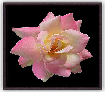 Softness, rose, pink, white, black background, soft colors, yellow, open petals HD wallpaper