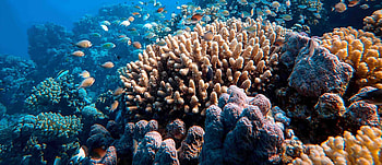Conservation, Coral resilience, Blue economy HD wallpaper