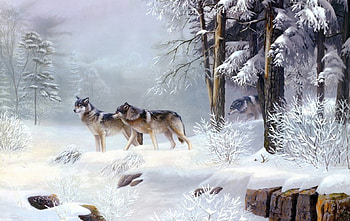 Wolf pack in the snowy forest, winter, wolf, forest, snow HD wallpaper