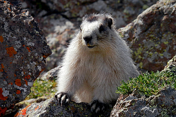 Animals, Beast, Rodent, Gopher HD wallpaper