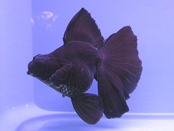 AUC..., fish, black, largest, gold HD wallpaper
