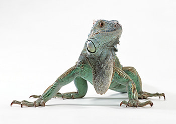 Animals, Color, Lizard, Reptile, Iguana HD wallpaper