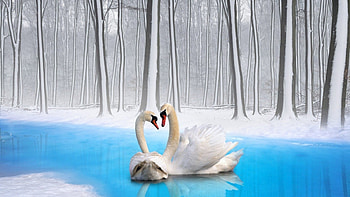 ~Swan Couple~, animal, swan, nature, bird HD wallpaper