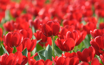 Plants, Flowers HD wallpaper