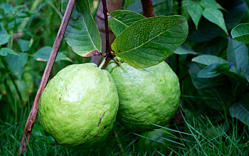 Guava background, Vibrant , Exotic fruit, beauty HD wallpaper