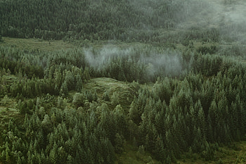 Nature, Trees, Clouds, View From Above, Coniferous, Forest, Hills HD wallpaper