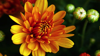 Orange chrysanthemum, Autumn blossoming, Colorful flowers, Nature HD wallpaper