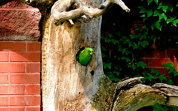 Animals, Birds, Parrots HD wallpaper