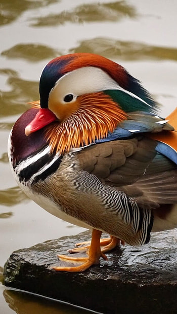 Mandarin Duck, Bird HD phone wallpaper