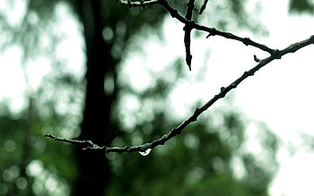 Background, Macro, Branch, Drop, Dew HD wallpaper
