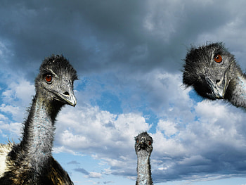 Birds_Ostrich, blue, birds, ostrich, animals, eyes, sky HD wallpaper