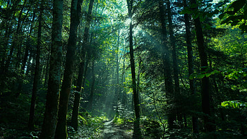 Greenery, , Path, Forest, Nature, Sunbeam HD wallpaper