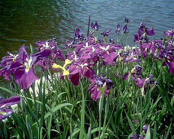 iris, purple, spring, water, lake HD wallpaper