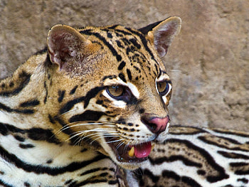 Ocelot, Exquisite , Feline elegance, Artistic portrayal HD wallpaper