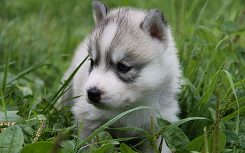 Animals, Grass, Sit, Puppy, Husky, Haska HD wallpaper