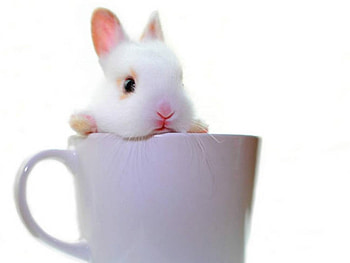 LITTLE BUNNY, LITTLE, CUTE, BUNNY, CUP HD wallpaper