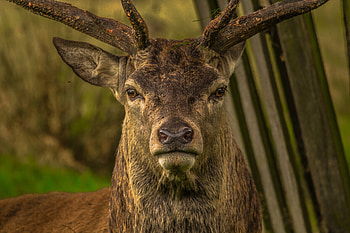 Animals, Muzzle, Sight, Opinion, Deer, Horns HD wallpaper