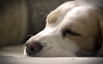 Animals, Dog, Muzzle, Close-Up, Sleep, Dream, Nose HD wallpaper