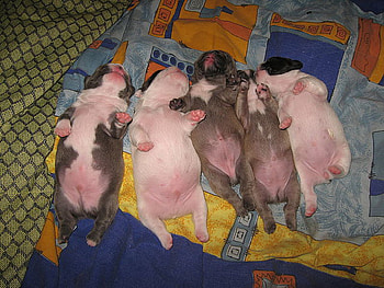 puppies, bellies, pets, well fed, dogs, babies, sleeping, french bulldog HD wallpaper