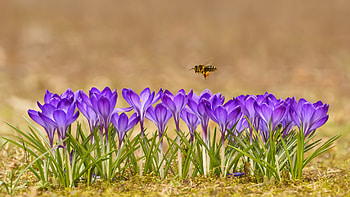 Honeybee Is Flying Over Purple Crocus Flowers In Blur Background Flowers HD wallpaper