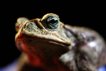 Toad venom, Psychedelic effects, Mike Tyson's experience, Nature's mysteries HD wallpaper