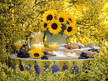 Flowers, Sunflowers, Grapes, Beauty, Bouquet, Jug, Table, Vase, Garden, Buns HD wallpaper