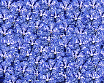 Pattern, texture, blue, orchid, flower HD wallpaper