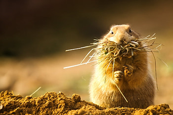 Animals, Grass, Muzzle, Hunting, Hunt, Clay, Prairie Dog, Meadow Dog HD wallpaper
