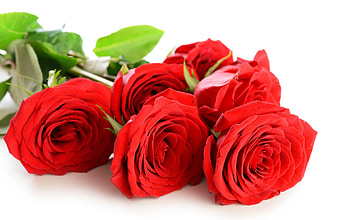 Roses, rose, petals, with love, red roses, nature, flowers HD wallpaper