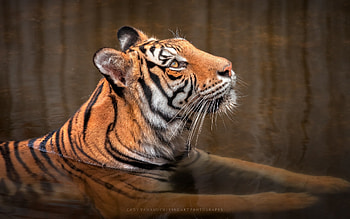 Bengal Tiger, wild big, cat, Bengal, tiger, water HD wallpaper