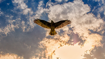 Buzzard, buzzard, birds HD wallpaper