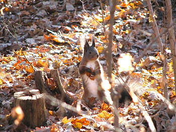 Animals, Squirrel HD wallpaper