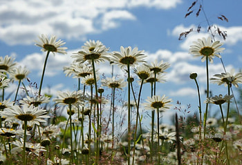 *Daisies *, nature, flowers, field, flower HD wallpaper