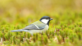 Yellow Blue Titmouse Bird Is Standing On Green Grass In Blur Background Birds HD wallpaper