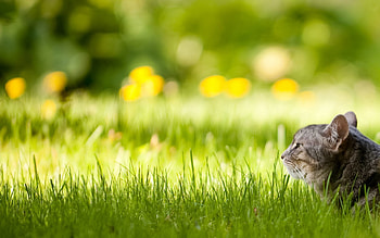 Animals, Grass, Cat, Fluffy, To Lie Down, Lie, Muzzle HD wallpaper
