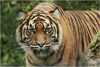 green-gaze, animal, tiger, wildcat, eyes, bigcat, look, nice HD wallpaper