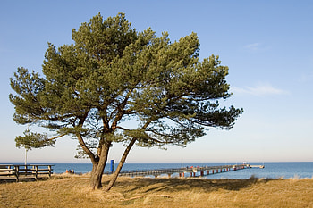 Nature, Autumn, Sea, Shore, Bank, Pier, Wood, Tree, Fencing, Enclosure HD wallpaper