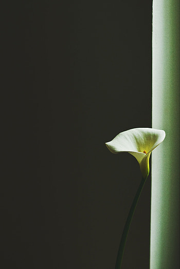Flower, Minimalism, Calla, White-Breaker HD phone wallpaper