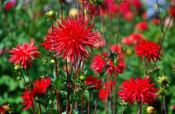 Flowers, Blur, Smooth, Flower Bed, Flowerbed, Dahlias HD wallpaper