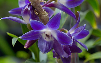 Plants, Flowers HD wallpaper