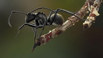 Polyrhachis dives, Ant HD wallpaper