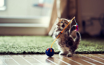 Animals, Kitty, Kitten, Toy, Playful, Room, Entertainment, Wooden Floor HD wallpaper