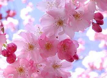 A gift of May, blue, pink blossoms, sky, tree branch HD wallpaper