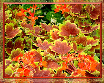 Foliage 3, fall, garden, spring, summer, leaves, plant, flower, autumn, leaf, graph HD wallpaper