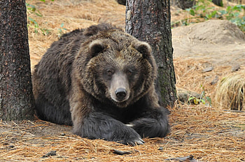 Grizzly Bear, Wildlife rehabilitation, Education center, Conservation efforts HD wallpaper