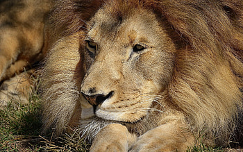 Animals, Muzzle, Eyes, Lion, Big Cat HD wallpaper