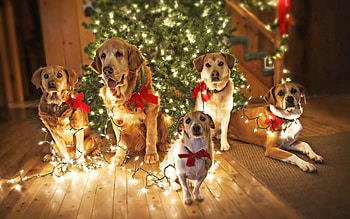 Animals, Dogs, Holiday, Fir, Christmas Tree HD wallpaper